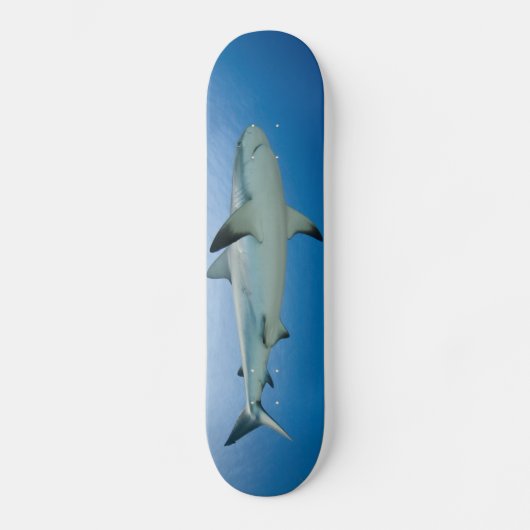Shark Skateboard (Voorkant)