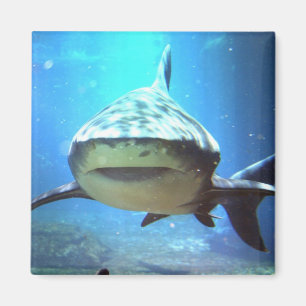 Shark Square Magnet