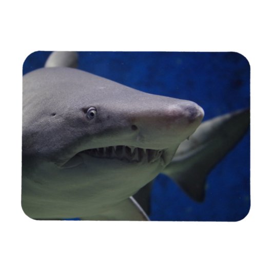 Shark Stare, Shark Swimming, Face Close-up Magneet (Horizontaal)