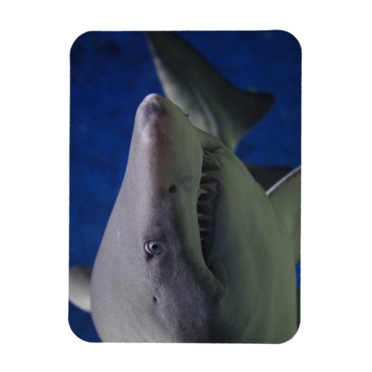Shark Stare, Shark Swimming, Face Close-up Magneet (Verticaal)