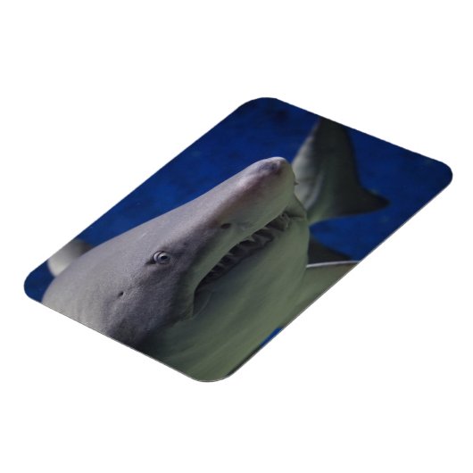 Shark Stare, Shark Swimming, Face Close-up Magneet (Linkerzijde)