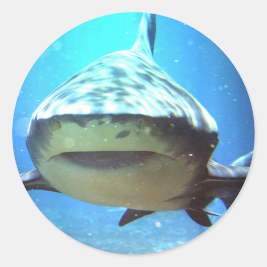 Shark Stickers (Voorkant)