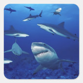 Shark Stickers (Voorkant)