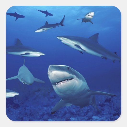 Shark Stickers (Voorkant)