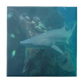 Shark Tile Tegeltje (Voorkant)
