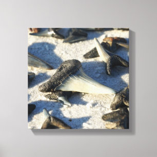 Shark Tooth Canvas Afdruk