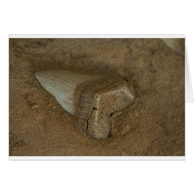 Shark Tooth Fossil (Voorkant Horizontaal)