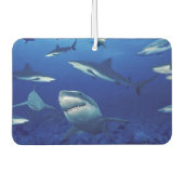Sharks Air Freshener Luchtverfrisser (Voorkant)