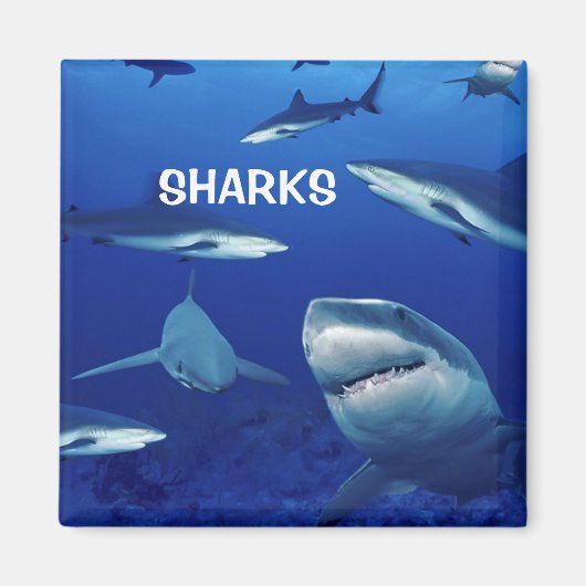 Sharks Magnet (Voorkant)