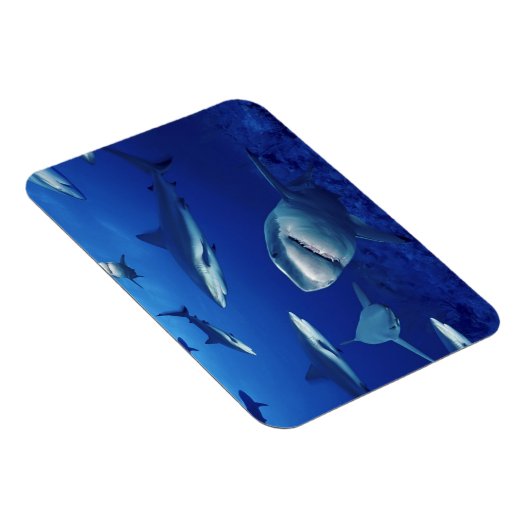 Sharks Magnet Magneet (Rechterzijde)