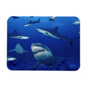 Sharks Magnet Magneet (Horizontaal)