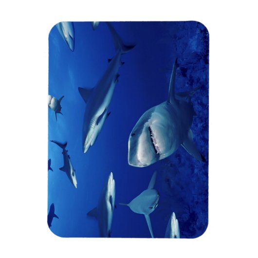 Sharks Magnet Magneet (Verticaal)