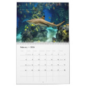 Sharks Wall Calendar Kalender (Feb 2026)