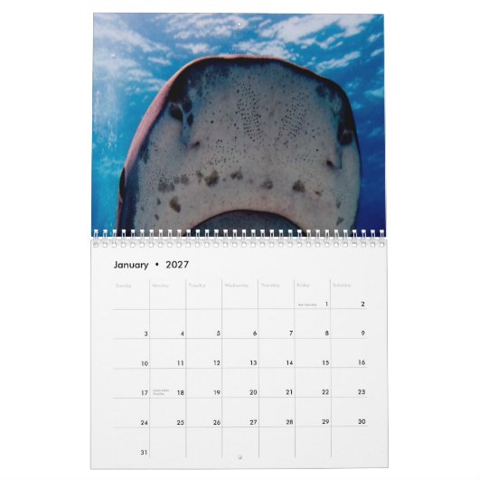 Sharks Wall Calendar Kalender (Jan 2027)