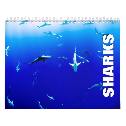 Sharks Wall Calendar Kalender (Hoes)