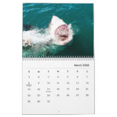 Sharks Wall Calendar Kalender (Mar 2026)