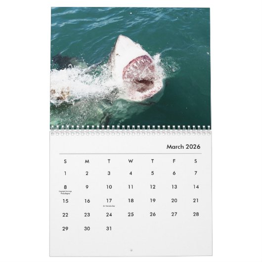 Sharks Wall Calendar Kalender (Mar 2026)