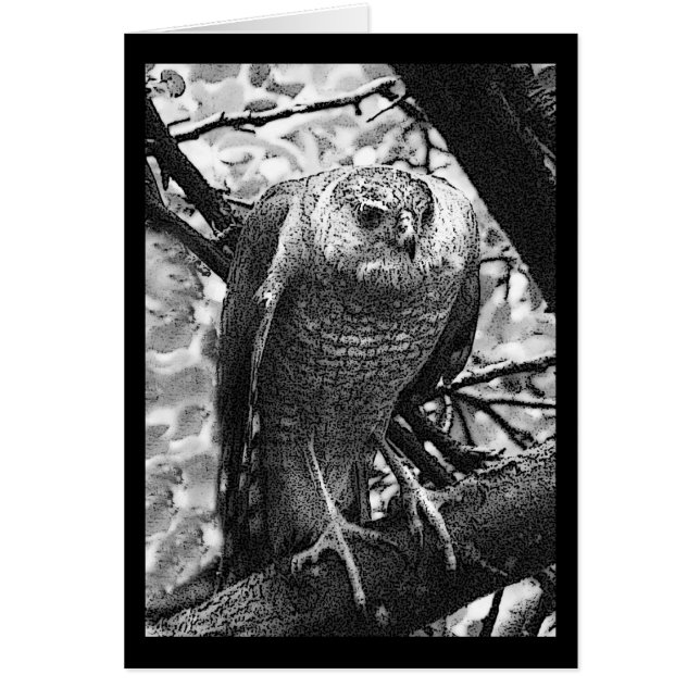 Sharp-Shinned Hawk (Voorkant)