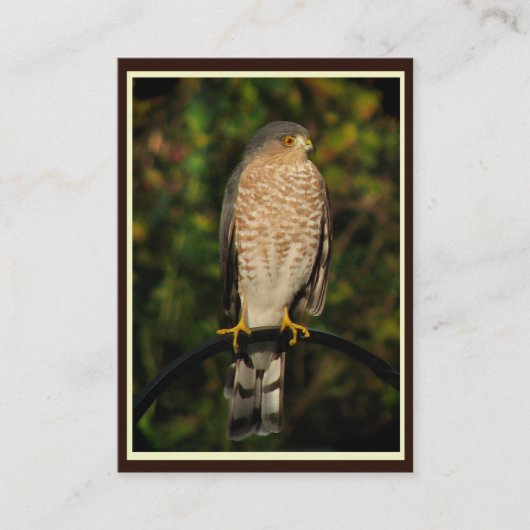 Sharp-Shinned Hawk ATC Visitekaartje (Voorkant)