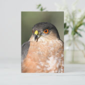 Sharp Shinned Hawk Blank Notecard RSVP Kaartje (Staand voorkant)