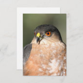 Sharp Shinned Hawk Blank Notecard RSVP Kaartje (Voorkant / Achterkant)