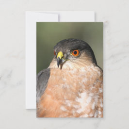Sharp Shinned Hawk Blank Notecard RSVP Kaartje