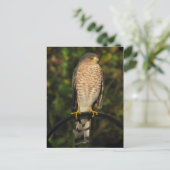Sharp-Shinned Hawk Briefkaart (Staand voorkant)