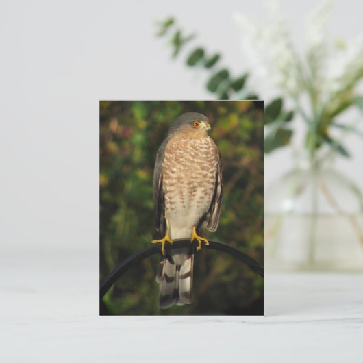Sharp-Shinned Hawk Briefkaart (Staand voorkant)