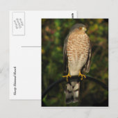 Sharp-Shinned Hawk Briefkaart (Voorkant / Achterkant)