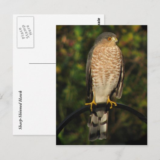 Sharp-Shinned Hawk Briefkaart (Voorkant / Achterkant)