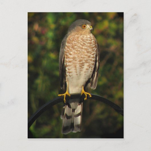 Sharp-Shinned Hawk Briefkaart (Voorkant)