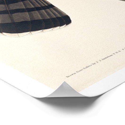 Sharp-shinned Hawk door Poster van Audubon (Hoek)