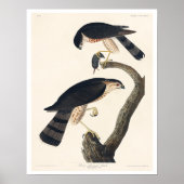 Sharp-shinned Hawk door Poster van Audubon (Voorkant)