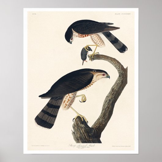 Sharp-shinned Hawk door Poster van Audubon (Voorkant)