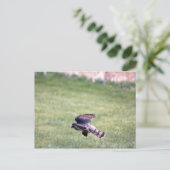 Sharp-Shinned Hawk in vlucht Briefkaart (Staand voorkant)