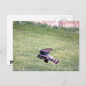 Sharp-Shinned Hawk in vlucht Briefkaart (Voorkant / Achterkant)