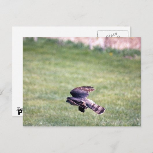 Sharp-Shinned Hawk in vlucht Briefkaart (Voorkant / Achterkant)