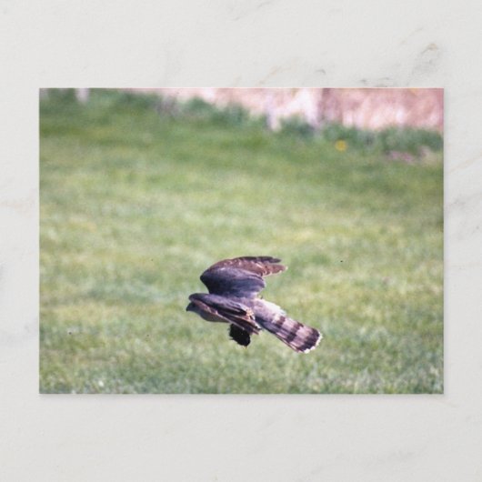 Sharp-Shinned Hawk in vlucht Briefkaart (Voorkant)