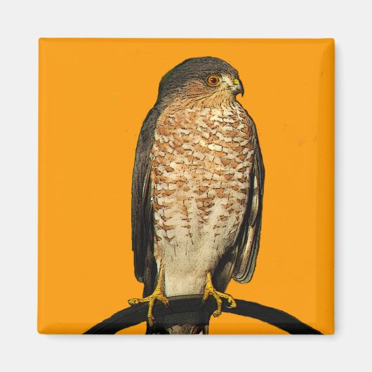 Sharp-Shinned Hawk Magneet (Voorkant)