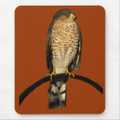 Sharp-shinned Hawk Muismat (Voorkant)