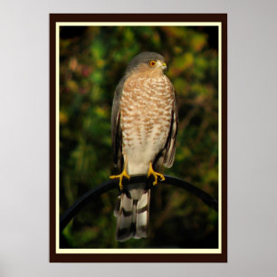 Sharp-shinned Hawk Poster