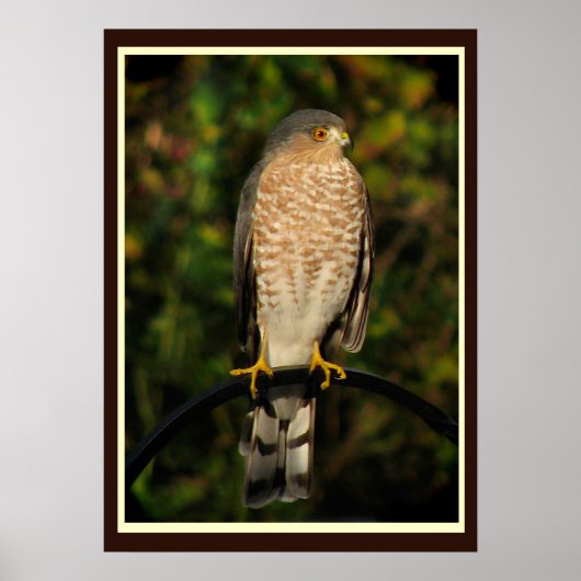 Sharp-shinned Hawk Poster (Voorkant)