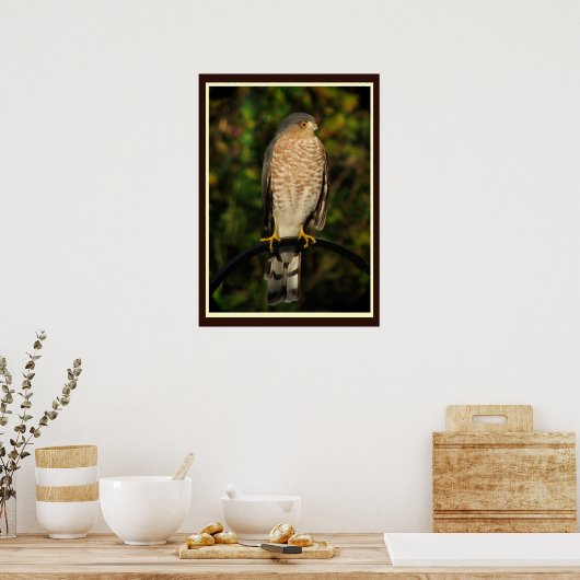 Sharp-shinned Hawk Poster (Keuken)