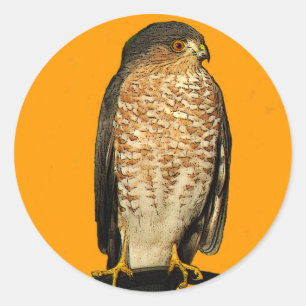 Sharp-Shinned Hawk Ronde Sticker