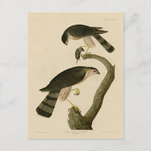 Sharp-shinned Hawk van de Amerikaanse vogels van A Briefkaart