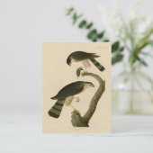 Sharp-shinned Hawk van de Amerikaanse vogels van A Briefkaart (Staand voorkant)