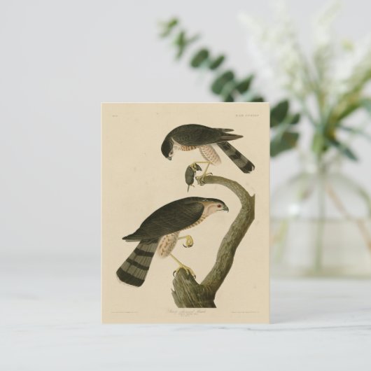 Sharp-shinned Hawk van de Amerikaanse vogels van A Briefkaart (Staand voorkant)
