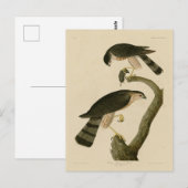 Sharp-shinned Hawk van de Amerikaanse vogels van A Briefkaart (Voorkant / Achterkant)