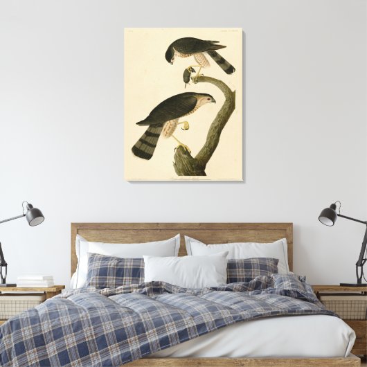 Sharp-shinned Hawk van de Amerikaanse vogels van A Canvas Afdruk (Insitu (Slaapkamer))