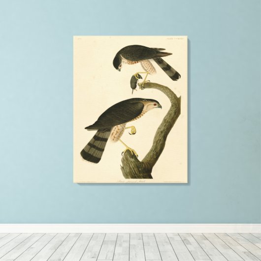 Sharp-shinned Hawk van de Amerikaanse vogels van A Canvas Afdruk (Insitu (Houten vloer))